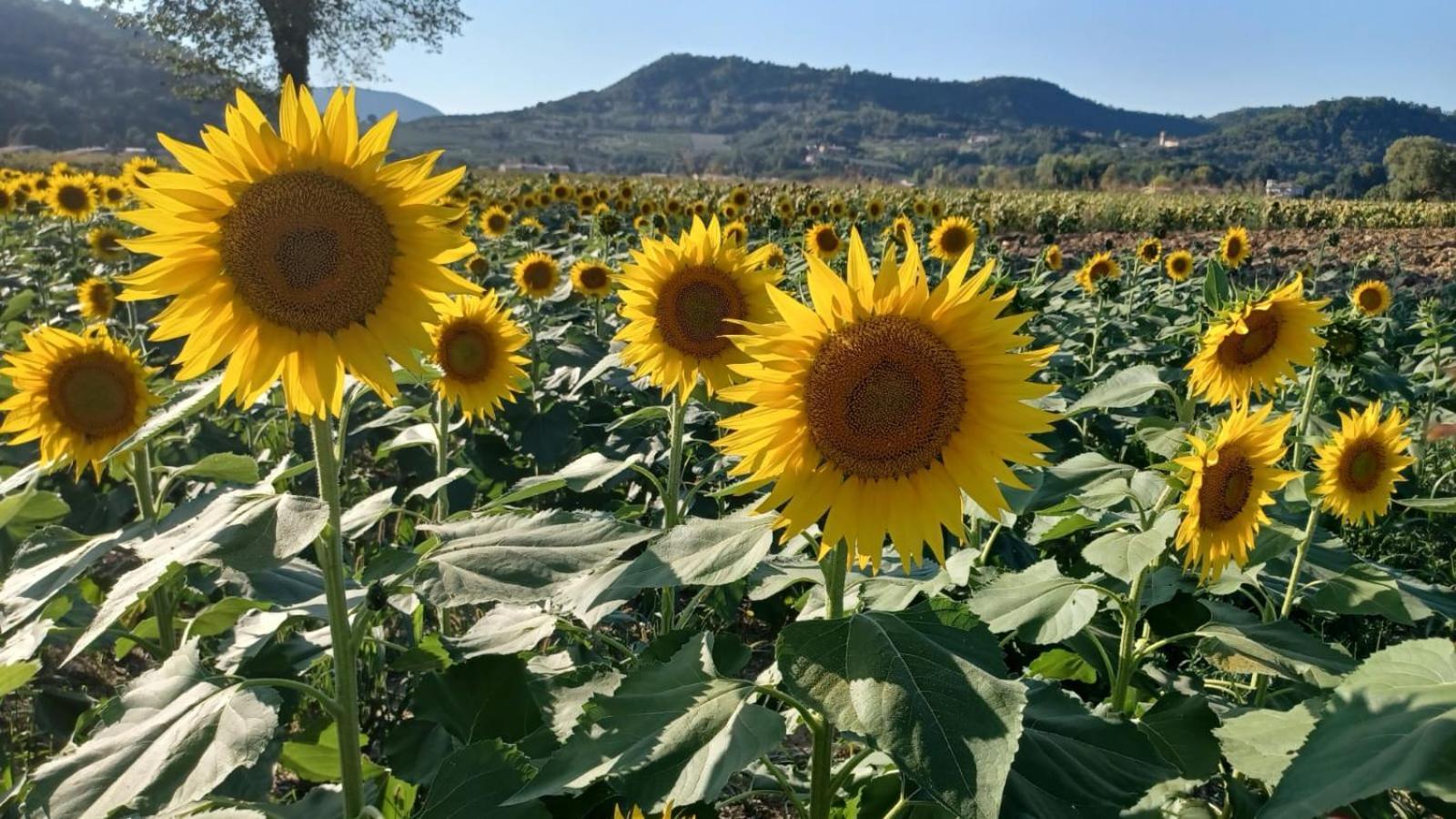 Appartamento Casa Vacanza Abano Terme Euganean Hills Holiday Teolo Luaran gambar